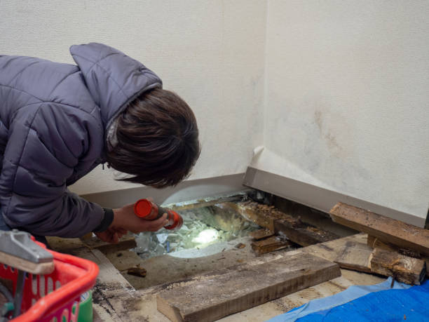 Best Mold Damage Restoration  in Loch Sheldrake, NY