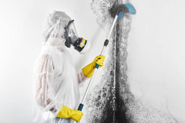 Best Mold Remediation for Healthcare Facilities  in Loch Sheldrake, NY